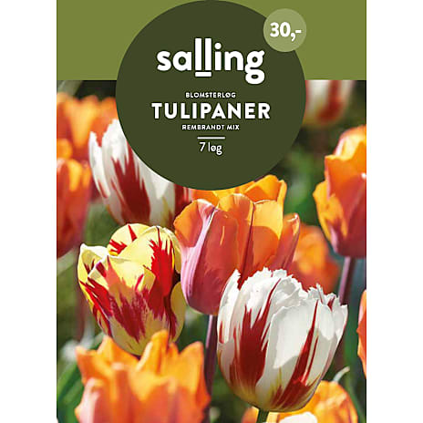 Salling Tulipaner Rembrandt Mix