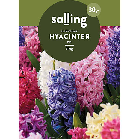 Salling Hyacinter Mix