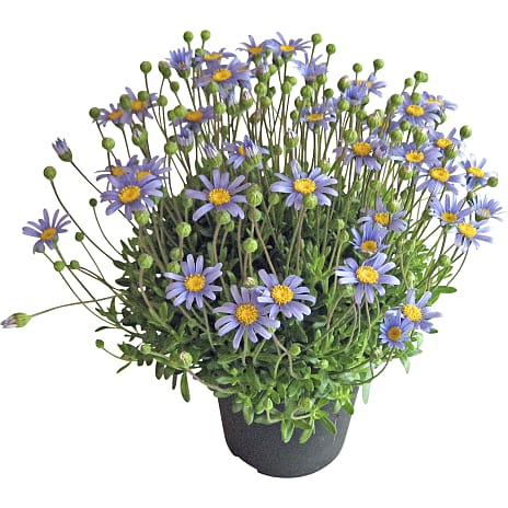 Felicia Blu Daisy
