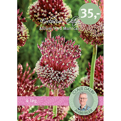 Claus Dalby Allium Red Mohican