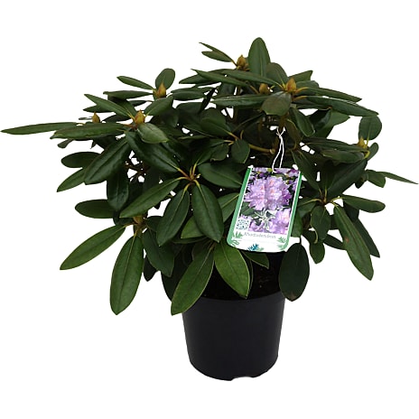 Andre Mærker Rhododendron mix 21 cm potte 1 stk.