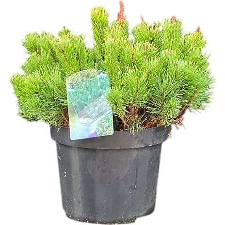 Bjergfyr Pinus mugo 19 cm Potte