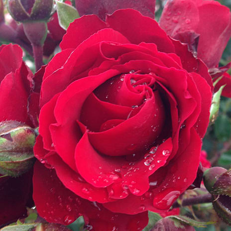 How Deep Is Your Love Barrodet Haverose 3 Stk.