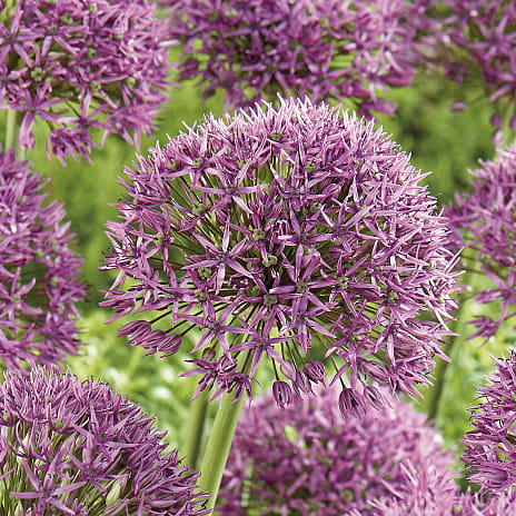 Blomsterhaven Allium Violet Beauty