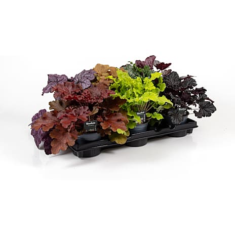 Alunrod Heuchera 13 cm Potte Assorteret