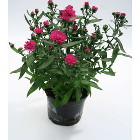 Asters Victoria 15 cm Potte