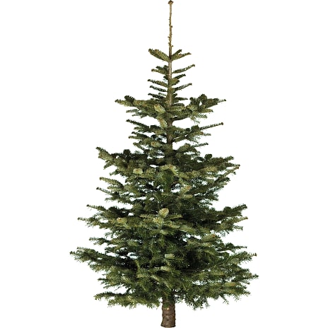 Nordmann Juletræ