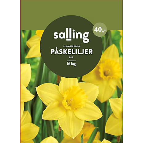 Salling Påskeliljer Gul