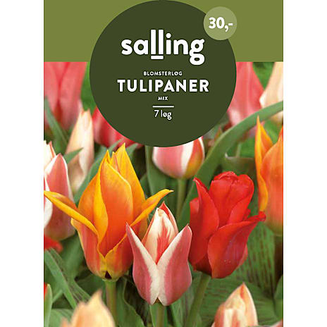 Salling Tulipaner Mix