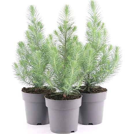Pinus pinea Silver Crest