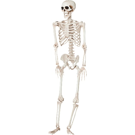 Halloween Skelet Hvid