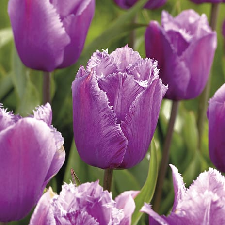 Claus Dalby Tulipaner San Luiz