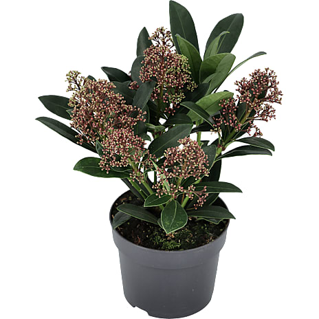 Skimmia Skimmia japonica Rubella 13 cm Potte