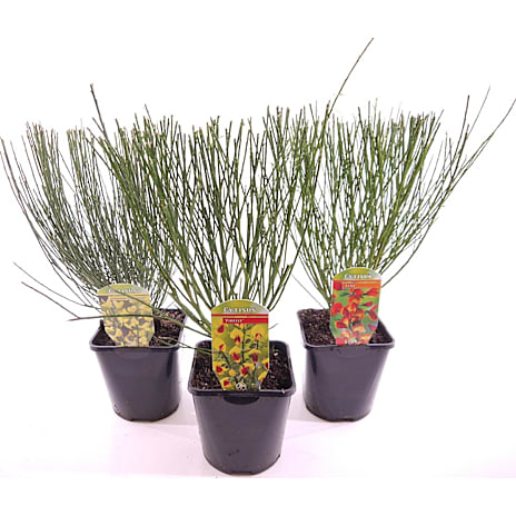 Gyvel Cytisus 14 cm Potte