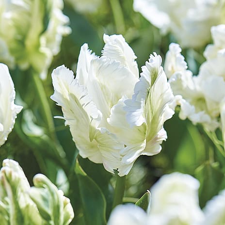 Claus Dalby Tulipaner Super Parrot