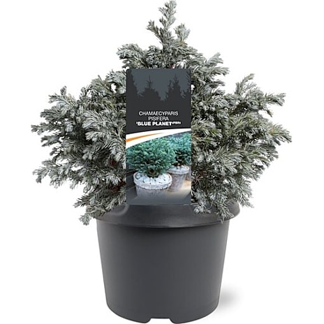 Noviflora Trådcypres Chamaecyparis pisifera Blue Planet 19 cm Potte