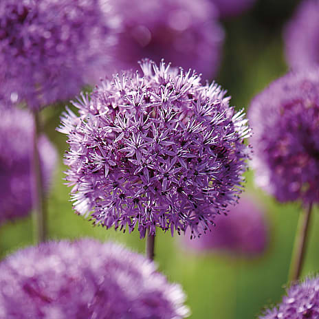 Claus Dalby Prydløg Purple Sensation
