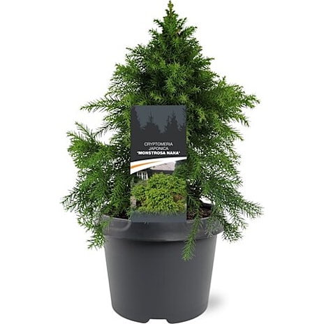 Noviflora Kryptomeria Cryptomeria japonica 19 cm Potte