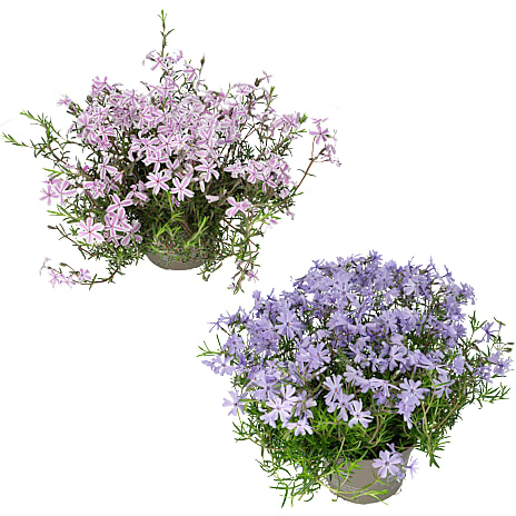 Floks Phlox 12 cm Potte