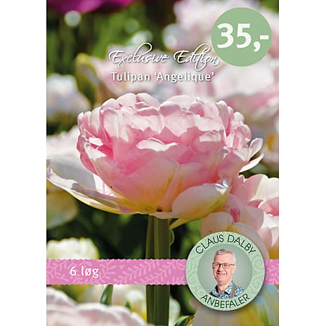 Claus Dalby Tulipaner Angelique