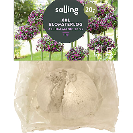Salling Allium Magic Blomsterløg