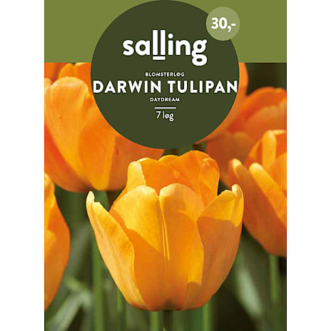 Salling Darwin Tulipaner Daydream