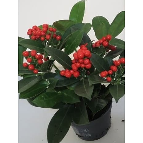 Skimmia japonica Berries Red 12 cm Potte