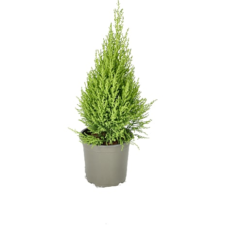 Citroncypres, Cupressus 'Goldcrest Wilma', 13 cm potte 1 stk.