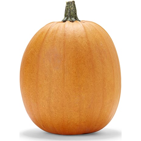 Salling Halloweengræskar 1-3 kg