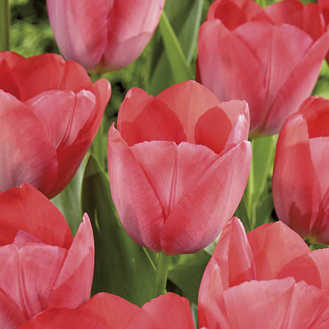 Blomsterhaven Tulipaner Van Eijk