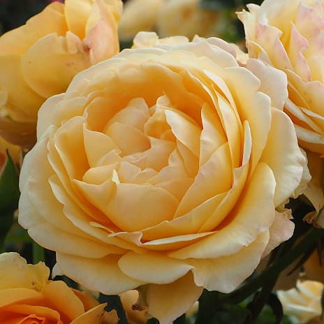 Sunny Flower Circus Barrodet Haverose 3 Stk.