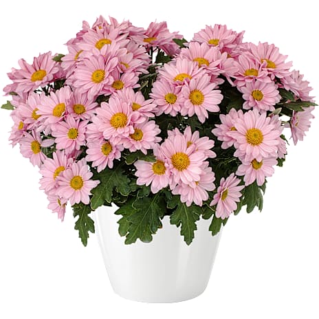 Chrysanthemum Indicum, 10,5 cm potte 1 stk.