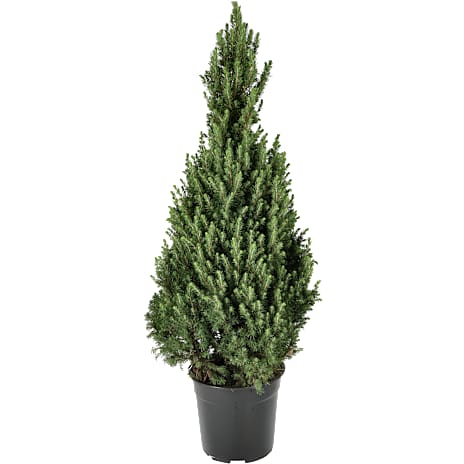 Sukkertopgran Picea Glauca Conica 27 cm Potte