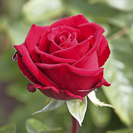 Andre Mærker Storblomstrende rose, 19 cm potte 1 stk.
