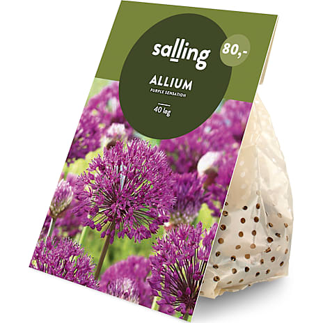 Salling Blomsterløg Prydløg Purple Sensation 40 Løg