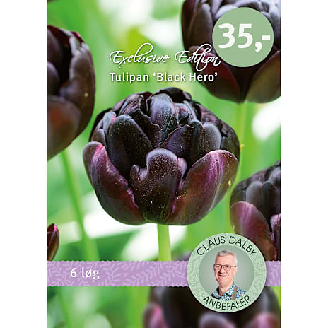 Claus Dalby Tulipaner Black Hero