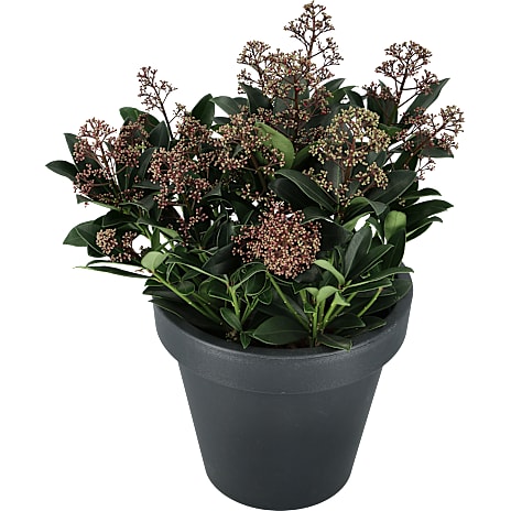 Skimmia Skimmia japonica Rubella 17 cm Potte