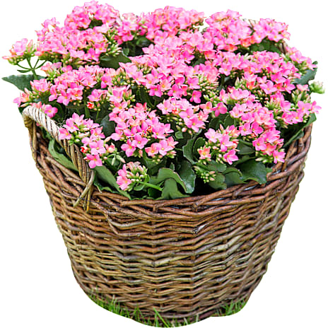 Kalanchoe