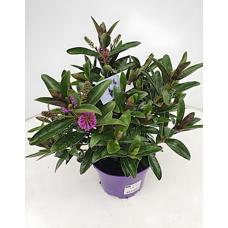 Hebe andersonii 21 cm Potte