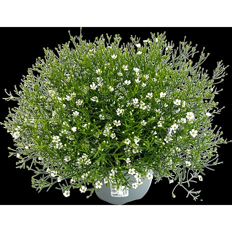 Brudeslør Gypsophila Cerastioides i Potte