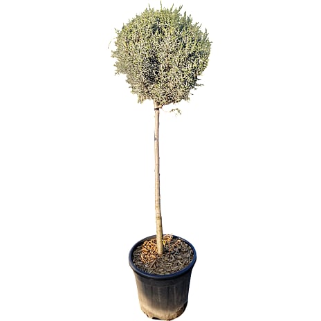 Cypres Cupressus arizonica 'Fastigiata' ball 18 liter potte 1 stk.