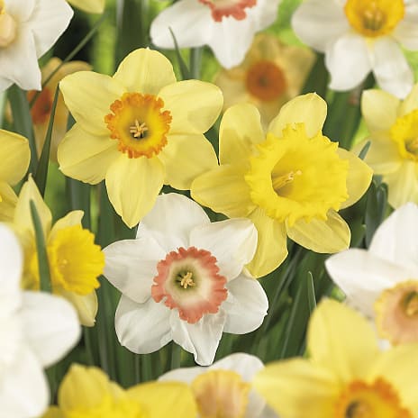 Blomsterhaven Påskeliljer Mix