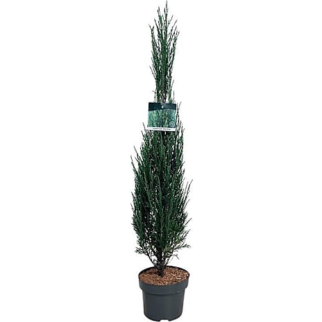 Enebær Juniperus Blue Arrow 32 cm Potte