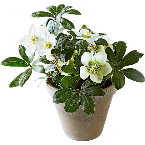 Julerose 'Christmas Carol' Helleborus 12 cm Potte