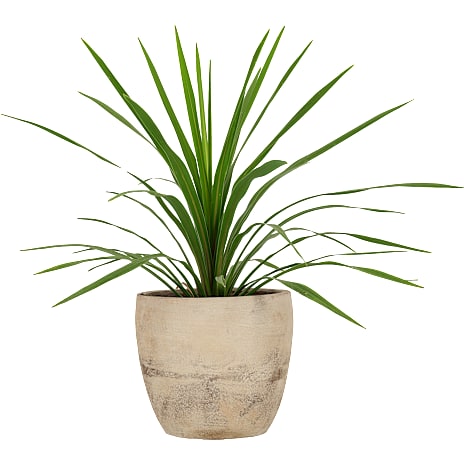 Andre Mærker Kiwi Cordyline 1 stk.