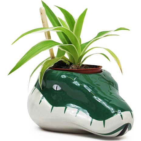 Half Moon Bay Harry Potter Plantepotte Slytherin