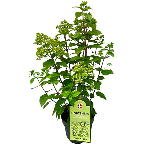 Hortensia Paniculata 19 cm Assorteret