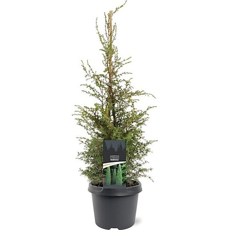 Noviflora Søjleenebær Juniperus communis Suecica 19 cm Potte