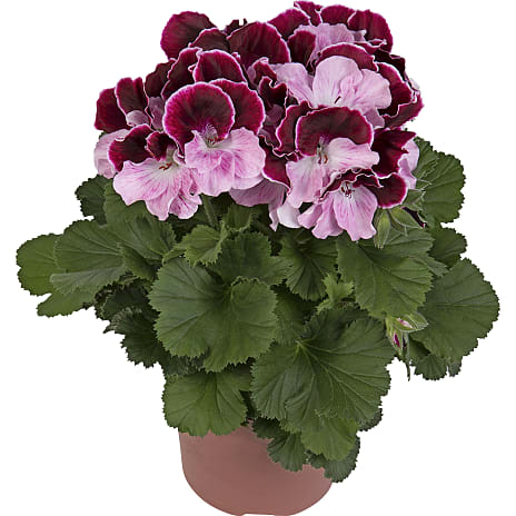 Andre Mærker Perlargonia 1 stk.