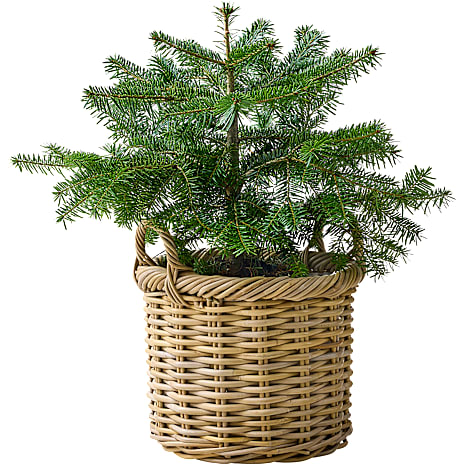Nordmannstræ, Abies nordmanniana, 19 cm potte 1 stk.